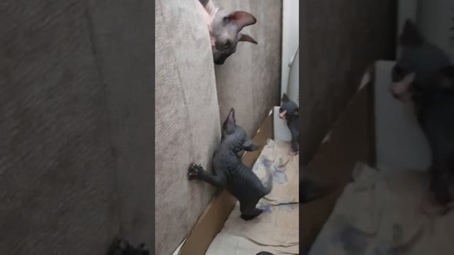 Хороший наблюдательный пункт