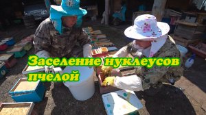 ПЕРВОЕ ЗАСЕЛЕНИЕ НУКЛЕУСОВ В ЭТОМ МАТКОВОДНОМ СЕЗОНЕ.