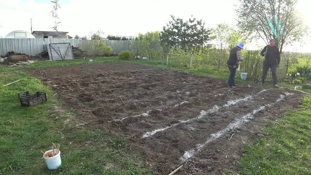 Старинный способ посадки картофеля, о котором забыли современные огородники смотреть онлайн