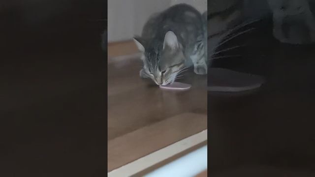 как мой кот ест колбасу смотреть онлайн