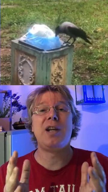 ВОРОНЫ не хотят РАБОТАТЬ бесплатно! И ВОТ ПОЧЕМУ смотреть онлайн