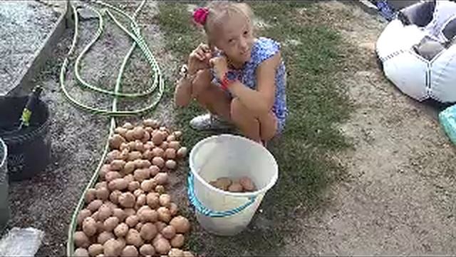 картошка 02.09.2024