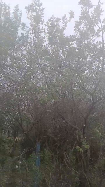 Сады цветут и белые мухи 100524 Йывӑҫсем ҫеҫкере,Анчах юр смотреть онлайн