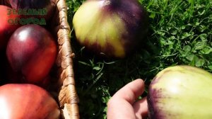 Томат СИНИЕ ГОРЫ СЕРЖАНТА ПЕППЕРА. Обзор сортов ТОМАТ?