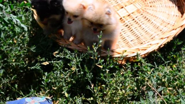 Малыши Ал Виши смотреть онлайн