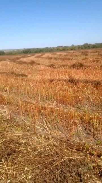 #гречка #2023 смотреть онлайн