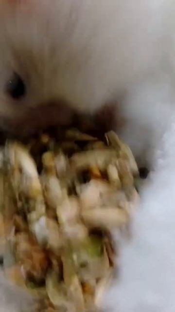 семечки ем смотреть онлайн