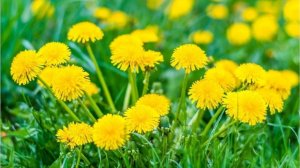 ВАРЕНЬЕ ИЗ ОДУВАНЧИКОВ.