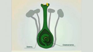 Б6 25 Размножение растений и его значение