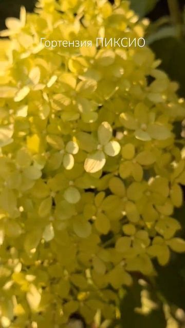 Гортензия Пиксио. #flowers #hydrangea #гортензия #гортензияпик? смотреть онлайн
