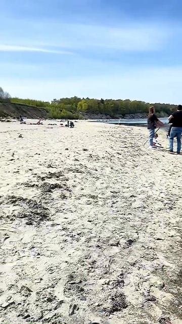 Лебеди хрюкают, когда едят. Послушайте. смотреть онлайн