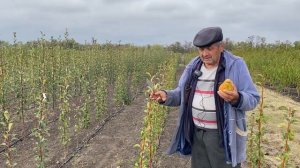 Обзор осеннего сорта груши Бера Дюрандо.