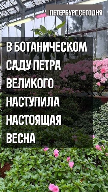 В Ботаническом саду #ПетербургСегодня смотреть онлайн