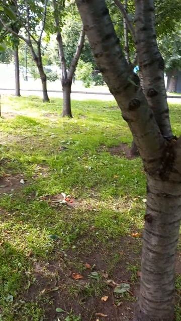 Птицы едят черешню смотреть онлайн