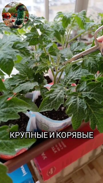 УДАЛЯЙТЕ махровые цветки на томатах, если не хотите по смотреть онлайн