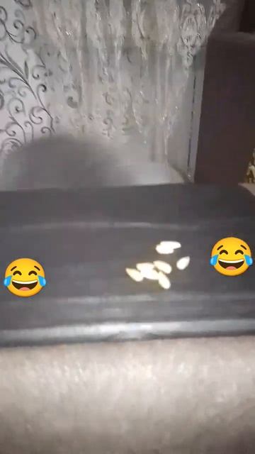 Басик ест семечки смотреть онлайн