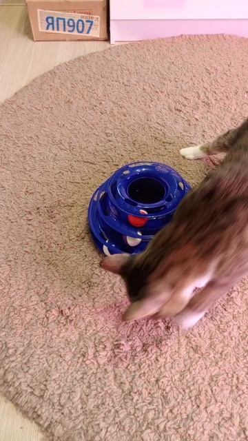 Как же хорошо быть котиком! Ешь, спи, играй, будь любимы смотреть онлайн