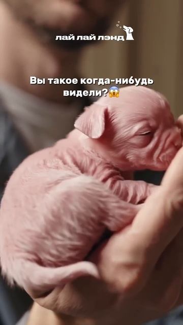 Самый необычный щенок😍😍 Подпишитесь, если любите та смотреть онлайн
