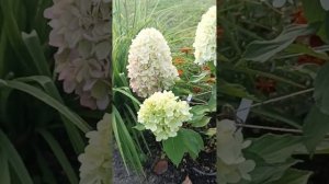 Гортензия метельчатая НОВИНКА  Fareball