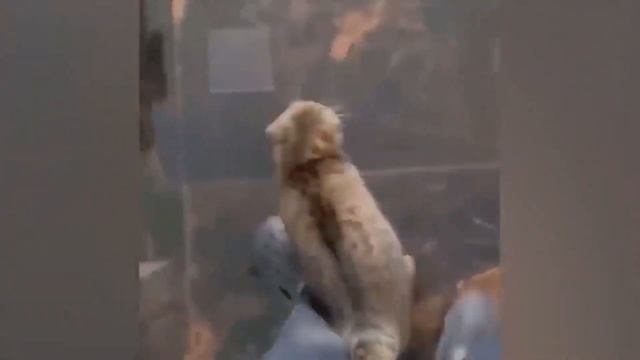 приколы с животными 2024🐶😻 Смешные кошки🐈 и собаки🐕 смотреть онлайн