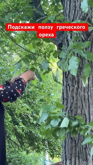 Польза листьев грецкого ореха смотреть онлайн