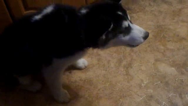 хаски,ест Финик!!! смотреть онлайн