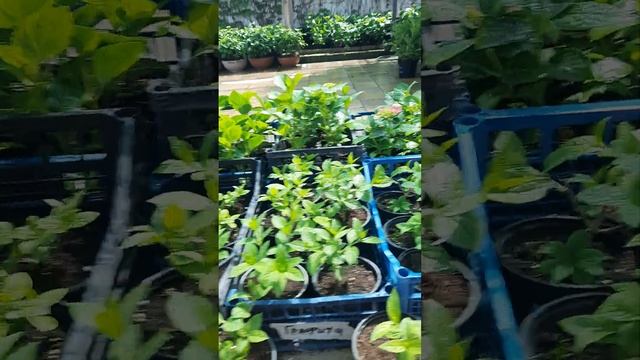 Гортензия метельчатая Продажа 2025 смотреть онлайн