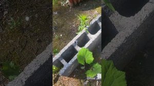 Бризолит  блоки/  несъёмная опалубка/монолитный малоэ?