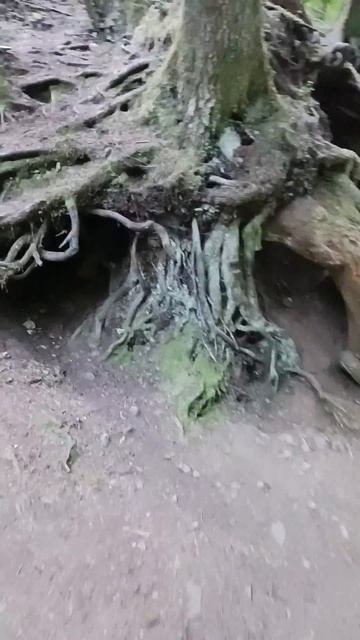 Парк штата Силвер Фолс (13) - огромные корни смотреть онлайн