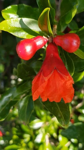 Одичавший куст, цветы граната. Wild bush, pomegranate flowers. смотреть онлайн