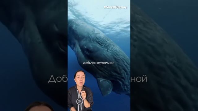 Чем пахнет амбра в парфюмерии? #парфюмерия #ароматы #ду смотреть онлайн