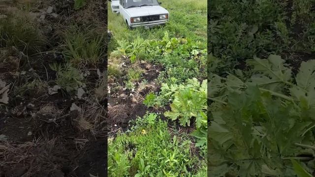 Многолетняя борьба с борщевиком продолжается…