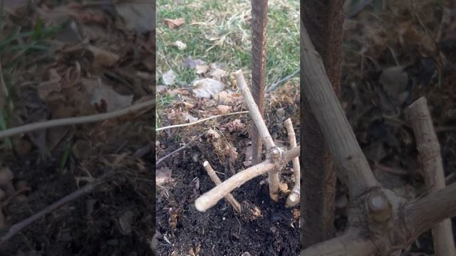 Гортензий метельчатые - стрижка #сад#весна#цветы #garden#pl