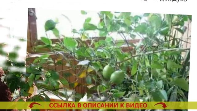 Дерево лимона купить в алматы ⭐ Можно ли вырастить из смотреть онлайн