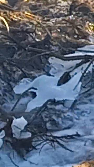 Белый лебедь и золотая рыбка альбинос беседуют над бу? смотреть онлайн