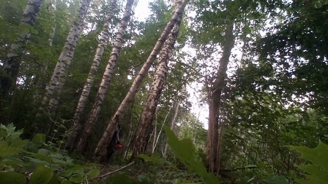 🪵 Валка сухой берёзы. Бонус раскол нескольких пенько? смотреть онлайн