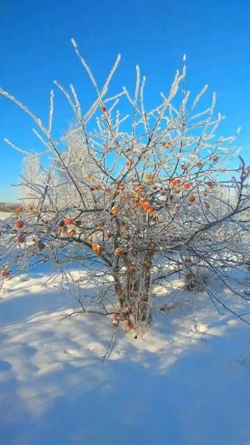 Мой маленький рай))) живу в лесу.Пришла зима)) #Shorts. смотреть онлайн