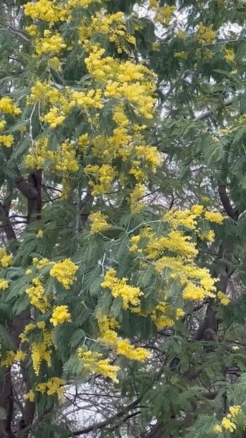 Мимоза расцвела в феврале смотреть онлайн