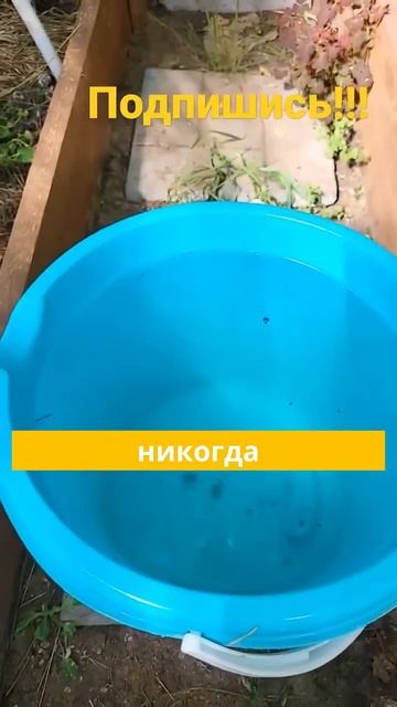ВАШ ТУАЛЕТ ПЕРЕСТАНЕТ ВОНЯТЬ! ИСПОЛЬЗУЙТЕ ЭТО #дача #д смотреть онлайн