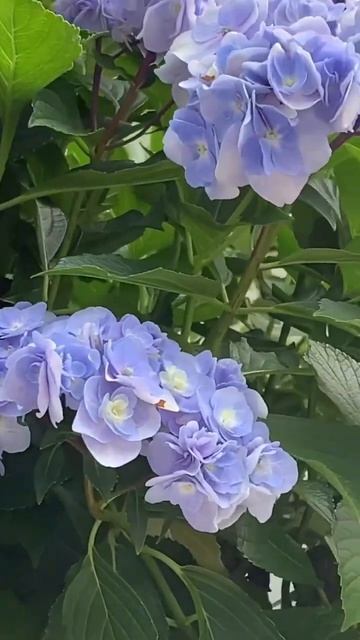 BLUE HYDRANGEA #гортензия #гортензія #hortensia #garden #flower #шортс #shor смотреть онлайн