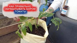 КАК И КОГДА ЛУЧШЕ ДАВАТЬ БОР И КАЛЬЦИЙ ТОМАТАМ  - ЗАБУДЬТЕ ПРО ВЕРШИННУЮ ГНИЛЬ