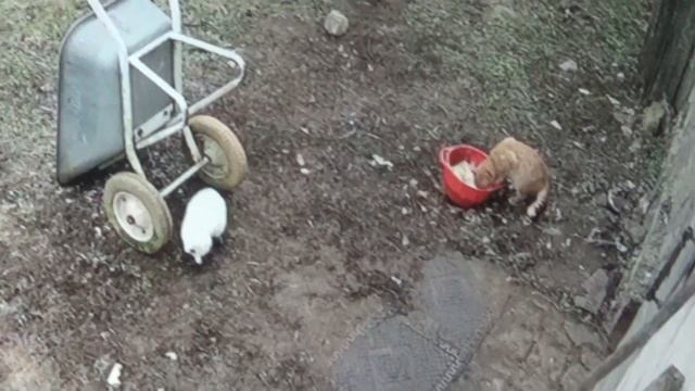 МУКБАНГ : Белая кошка наелась и решила поймать сороку смотреть онлайн