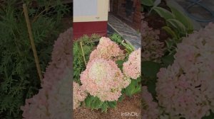 Переменчивая красотка Петит Флори