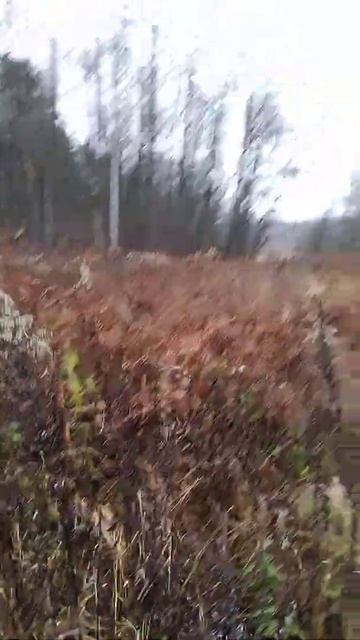 Очень красивые деревья гуляем на свежем воздухе на пр?