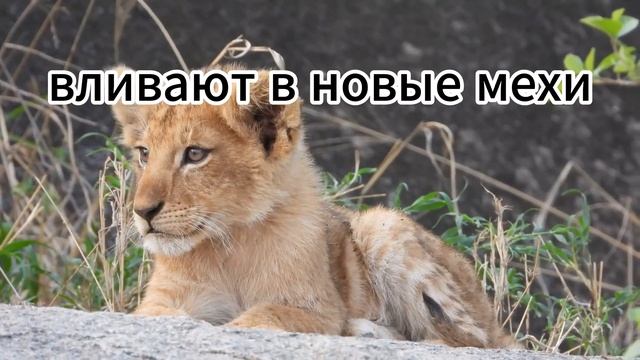 глава 9 ая Новый Завет от Матфея Библия Евангелие смотреть онлайн