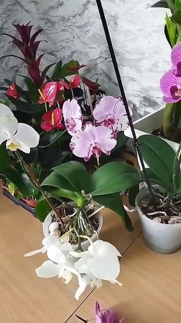😱когда дома меня не было пару часиков 🤦😰😰 #орхидеи смотреть онлайн
