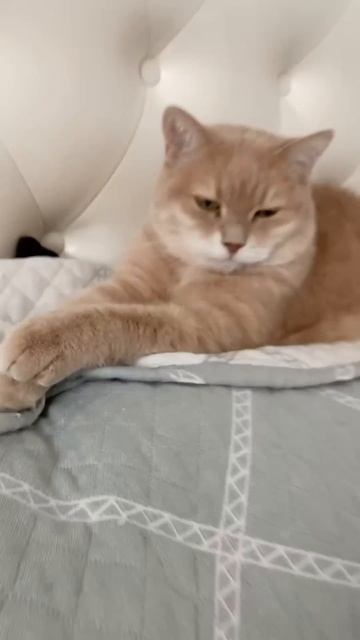 У меня есть дома кот #веселыекоты #cat #прикольныекоты смотреть онлайн