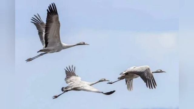 Журавли, песня смотреть онлайн