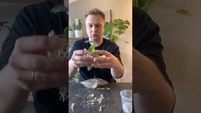 🙌🏾 #plants #комнатныерастения #комнатныецветы #растени? смотреть онлайн