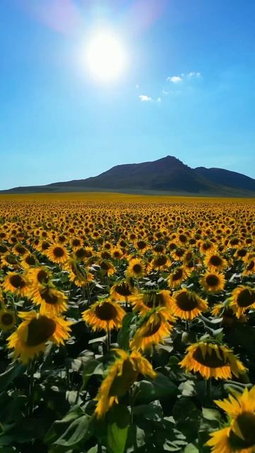 Эко Отель Муз Тау приглашает Вас в Катон-Карагай♥️ #восточныйказахстан #алтай #горныйотель смотреть онлайн